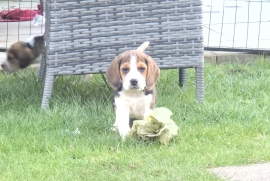 Beagle Pups 