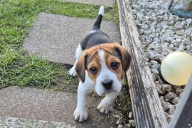 Beagle Pups 