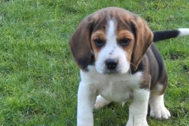 Beagle Pups 