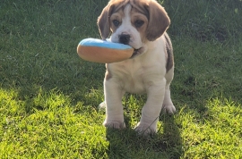 Beagle Pups 