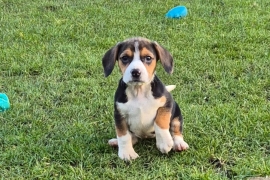 Beagle Pups 