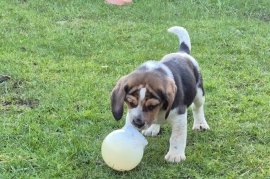 Beagle Pups 