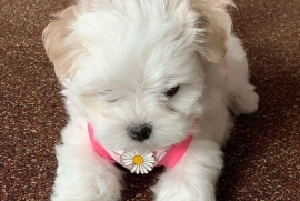 Beautiful Maltese Puppies For Sale