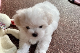 Beautiful Maltese Puppies For Sale