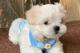 Beautiful Maltese Puppies For Sale