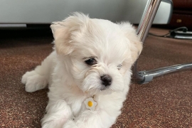 Beautiful Maltese Puppies For Sale