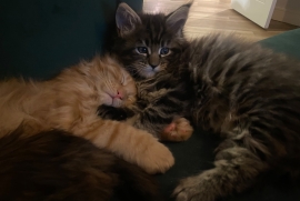 Mainecoons kittens 