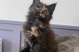 Mainecoons kittens 