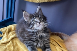 Mainecoons kittens 