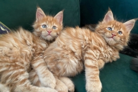 Mainecoons kittens 