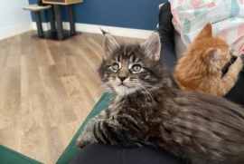 Mainecoons kittens 