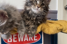 Mainecoons kittens 