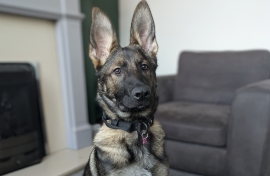 German shepherd pup for sale 