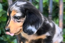 tan miniature dacshund puppies