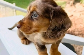 tan miniature dacshund puppies