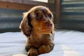 tan miniature dacshund puppies