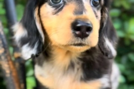 tan miniature dacshund puppies