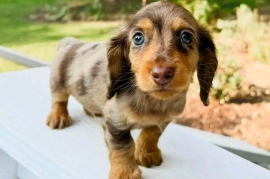 tan miniature dacshund puppies