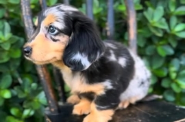 tan miniature dacshund puppies