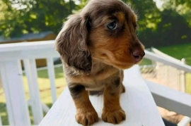 tan miniature dacshund puppies