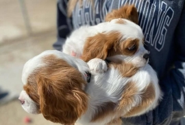 Stunning cavalier King Charles puppies