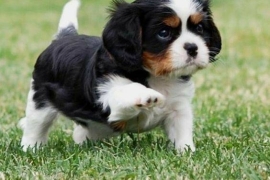 Stunning cavalier King Charles puppies