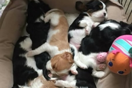 Stunning cavalier King Charles puppies