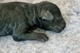 Miniature poodle puppy 