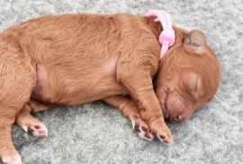 Miniature poodle puppy 