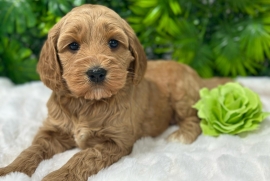  Labradoodle Puppies