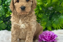  Labradoodle Puppies