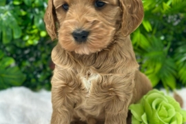  Labradoodle Puppies