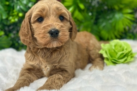  Labradoodle Puppies