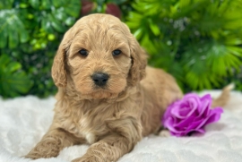  Labradoodle Puppies