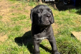 Champion Cane Corso Puppy