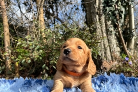 Miniature Long Haired Dachshund puppies