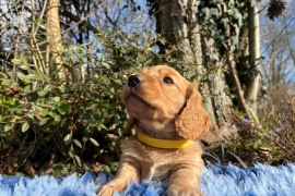 Miniature Long Haired Dachshund puppies