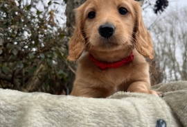 Miniature Long Haired Dachshund puppies