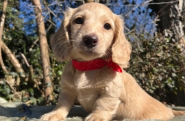 Miniature Long Haired Dachshund puppies