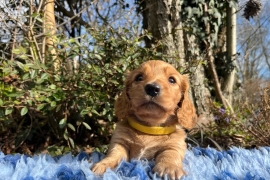 Miniature Long Haired Dachshund puppies