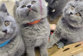 British Shorthair kittens, GCCF registered ❤️‍
