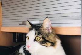 Maine coon x tabby female 