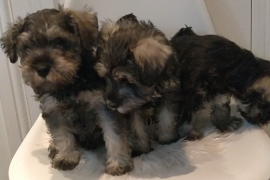 Miniature Schnauzer for sale 