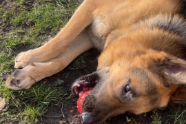 German shepherd 