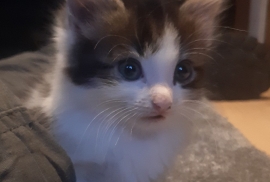 Mainecoon kittens 