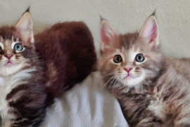 Big chunky full Maine coon fluffy kittens