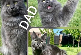 Big chunky full Maine coon fluffy kittens