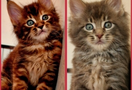 Big chunky full Maine coon fluffy kittens