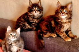 Big chunky full Maine coon fluffy kittens