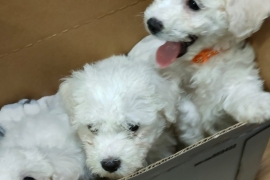 Bichon Frise puppies for sale READY NOW 